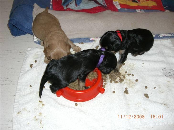 Cavalier king charles spaniel Flicka - Flicka igang med at spise, hende med Lilla bånd billede 5