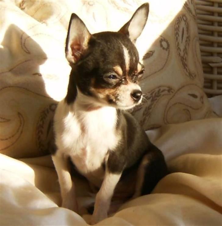 Chihuahua      *A'diva* billede 1