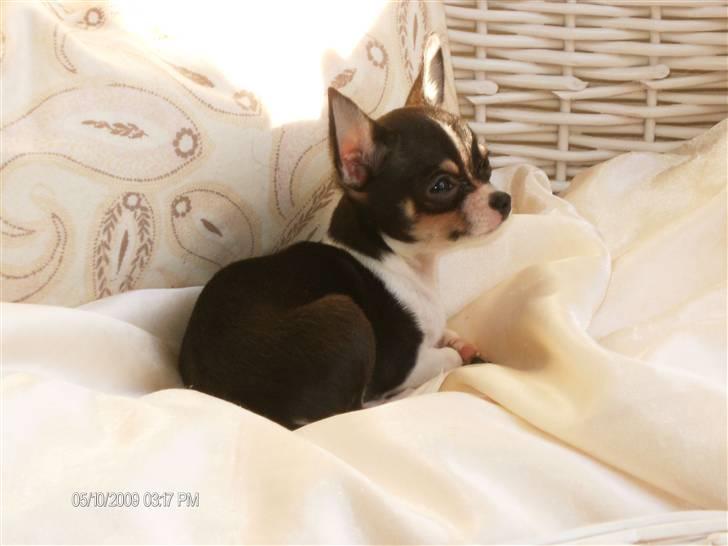 Chihuahua      *A'diva* billede 2