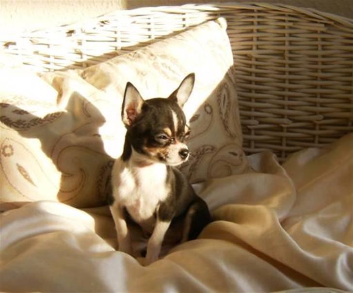 Chihuahua      *A'diva* billede 3