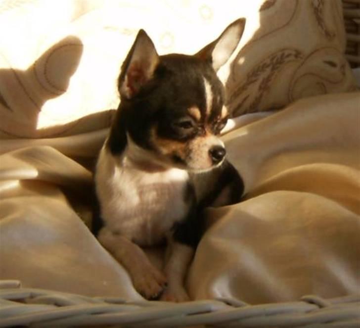 Chihuahua      *A'diva* billede 4