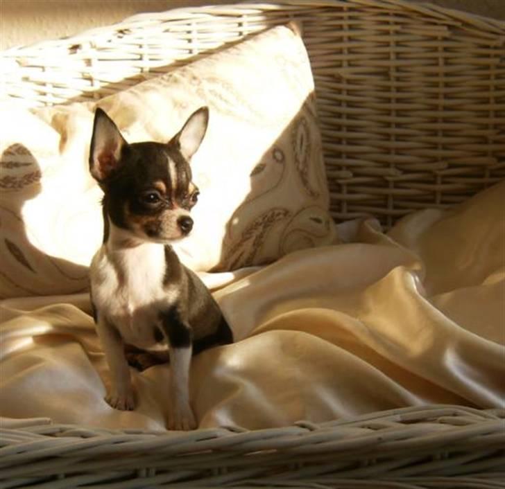 Chihuahua      *A'diva* billede 5