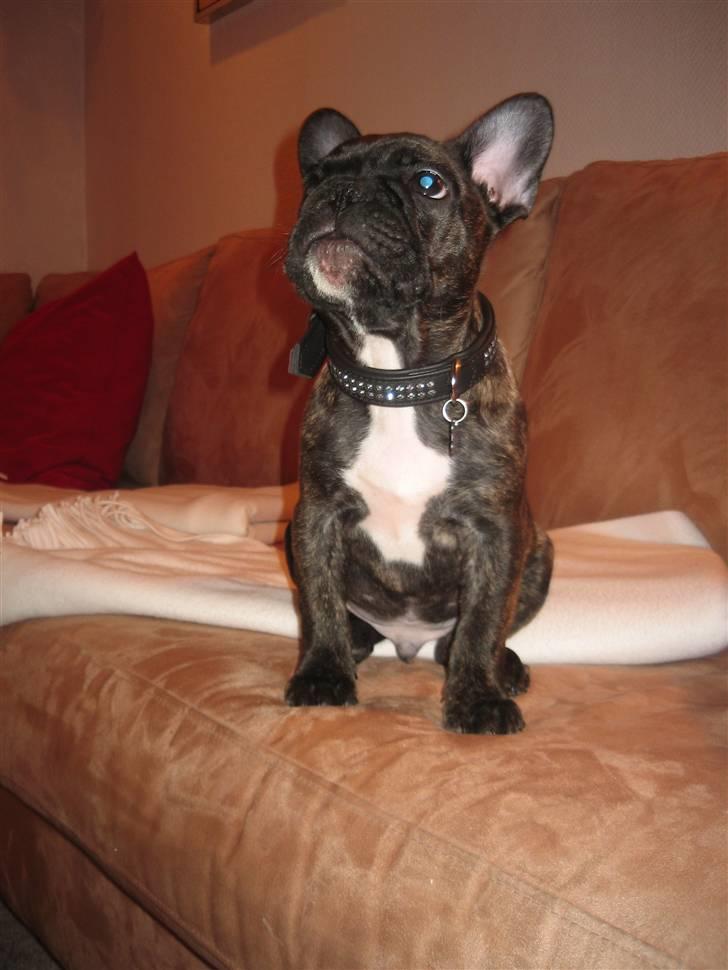 Fransk bulldog Robert2 - Det gælder om at holde ørene stive for mor siger så meget billede 12