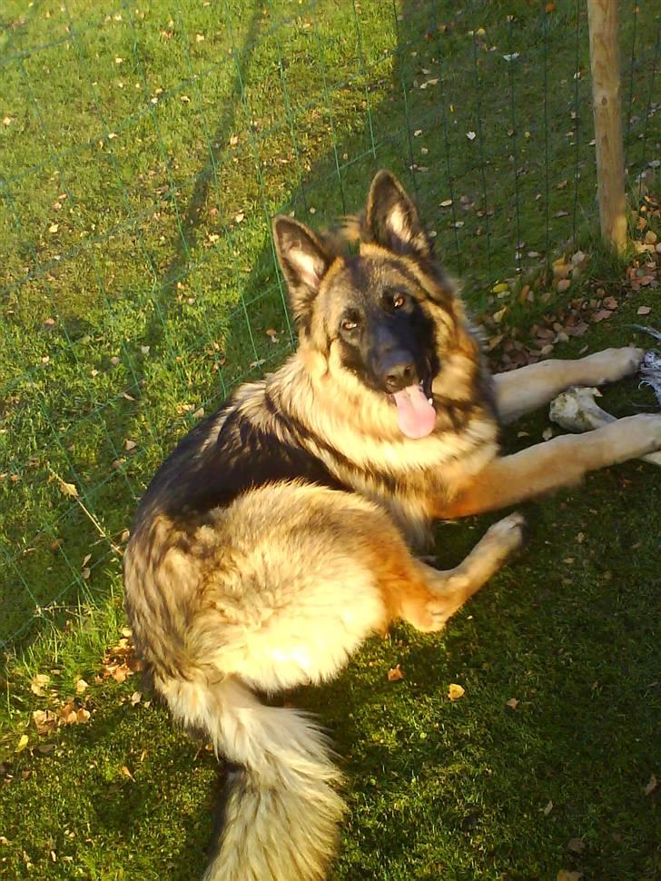 Schæferhund Taco..<3 billede 1