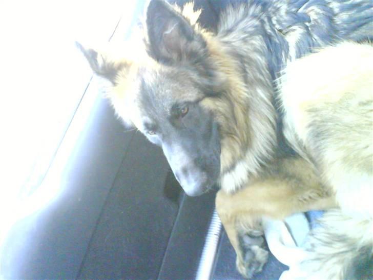 Schæferhund Taco..<3 billede 2