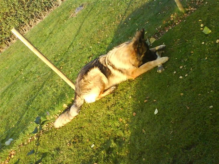 Schæferhund Taco..<3 billede 3