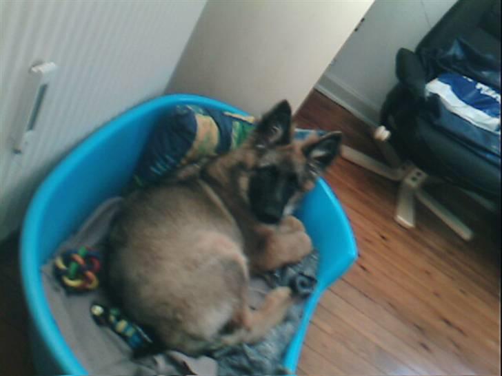 Schæferhund Taco..<3 billede 4