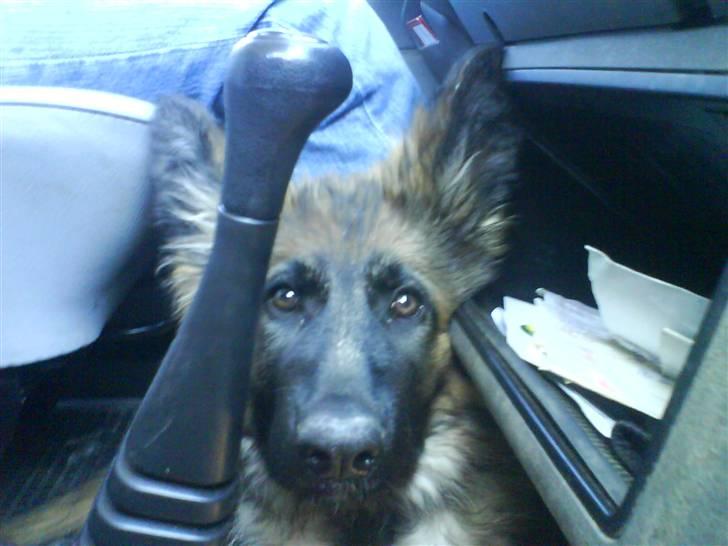 Schæferhund Taco..<3 billede 5