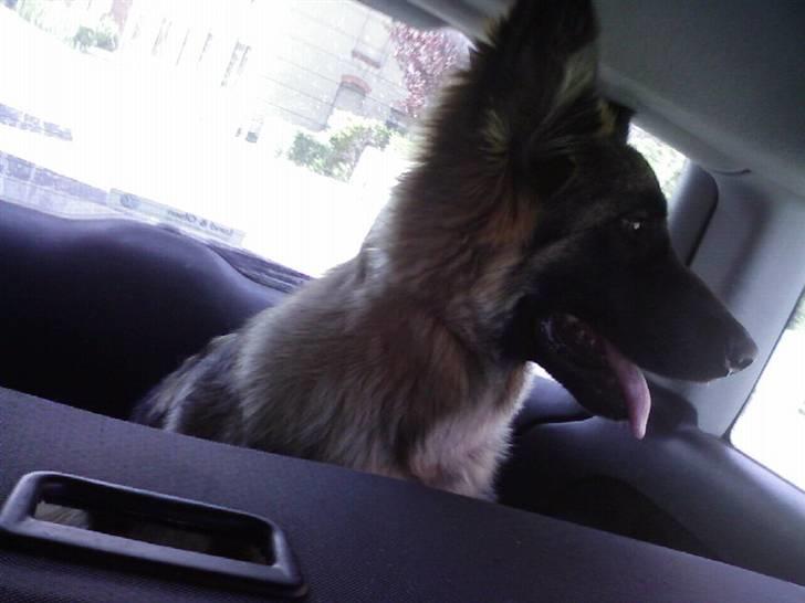 Schæferhund Taco..<3 billede 6