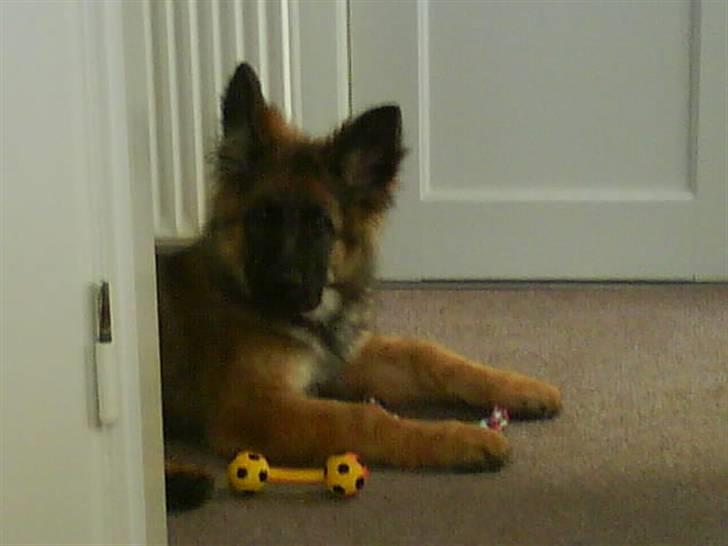 Schæferhund Taco..<3 billede 7