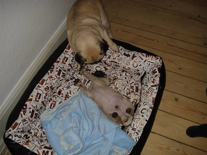 Mops Thico billede 12