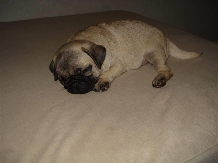 Mops Thico billede 13