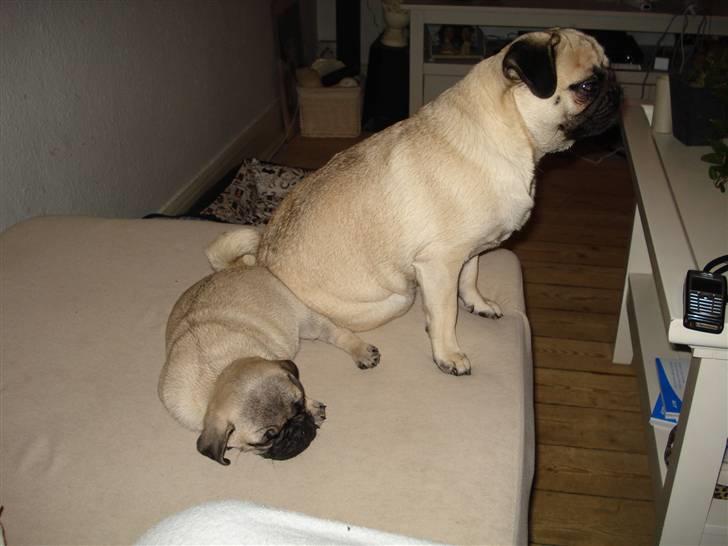 Mops Thico billede 14