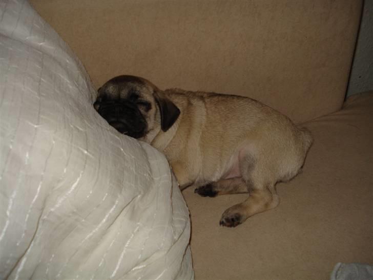 Mops Thico billede 15