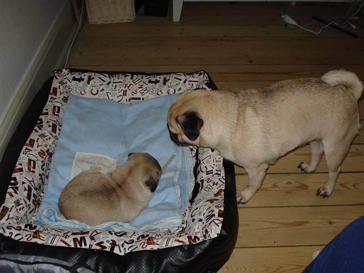 Mops Thico billede 16