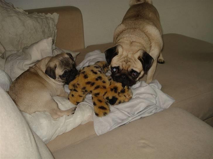 Mops Thico billede 17