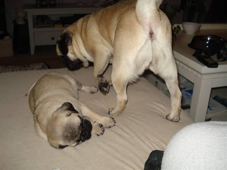 Mops Thico billede 18