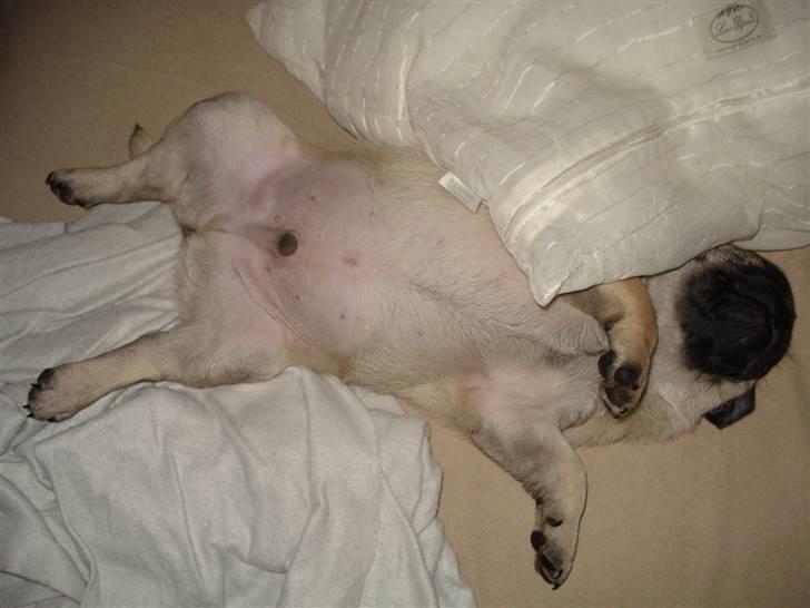 Mops Thico billede 19