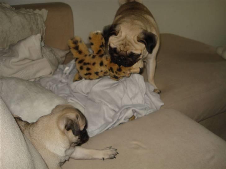 Mops Thico billede 20