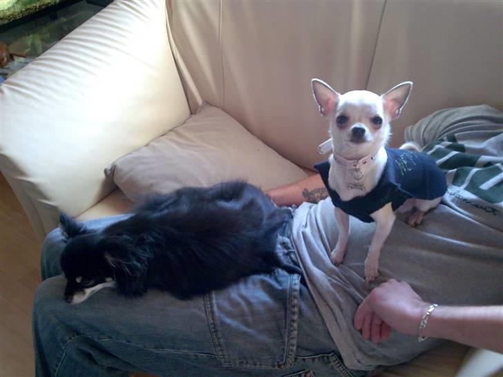 Chihuahua nemo R.I.P billede 2
