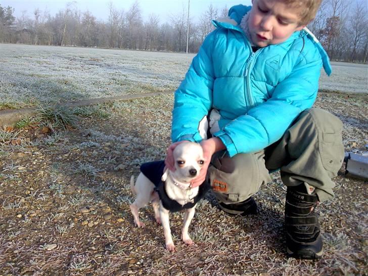 Chihuahua nemo R.I.P billede 3