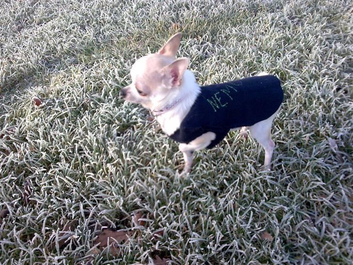 Chihuahua nemo R.I.P billede 4