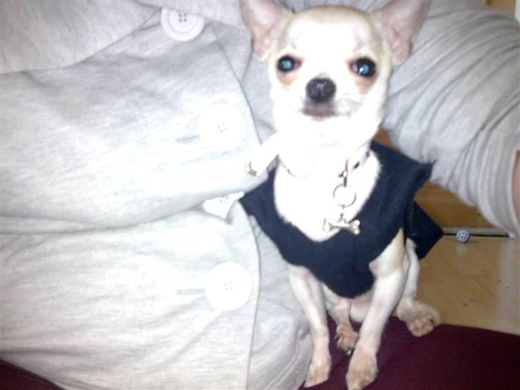 Chihuahua nemo R.I.P billede 5