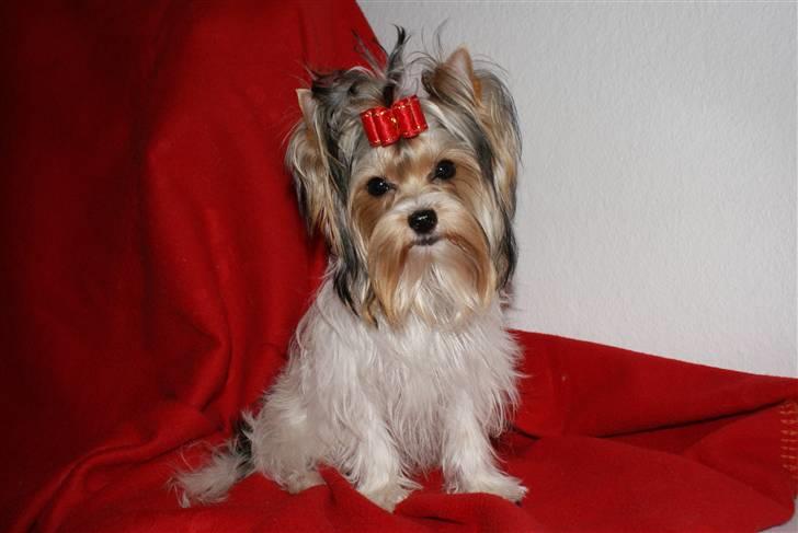 Biewer yorkshire terrier "Smilla" billede 12