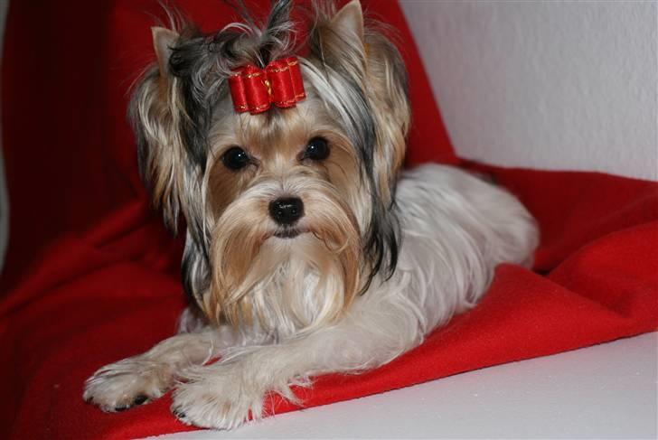 Biewer yorkshire terrier "Smilla" billede 13