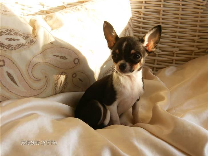 Chihuahua      *A'diva* billede 6