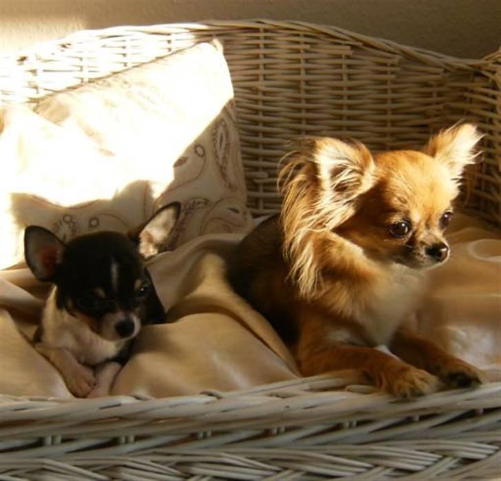 Chihuahua      *A'diva* billede 7