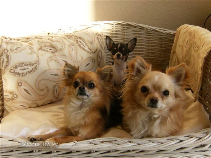 Chihuahua      *A'diva* billede 8