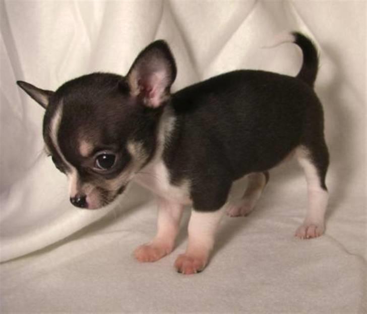 Chihuahua      *A'diva* billede 10