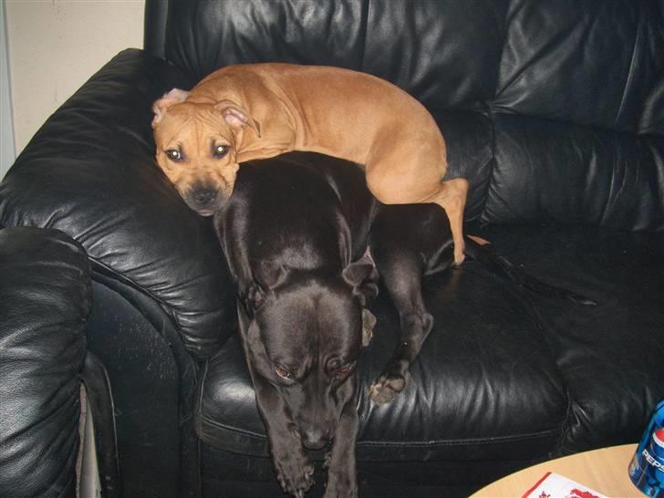 Amerikansk staffordshire terrier mini  R.I.P 15/9.10 billede 12