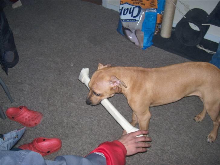 Amerikansk staffordshire terrier mini  R.I.P 15/9.10 billede 13