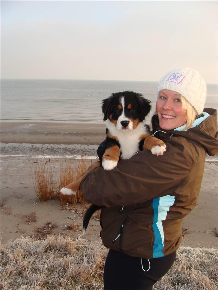 Berner sennenhund Taiger H - Taiger og mor på 1. strandtur 2. juledag. SKØNT billede 2
