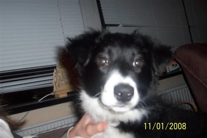 Border collie Star billede 1