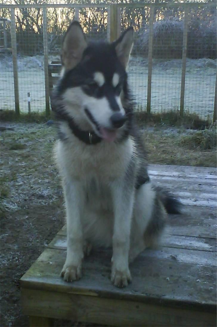 Alaskan malamute Nala - En af de få gange, hvor hun sad stille længe nok ;-) billede 1