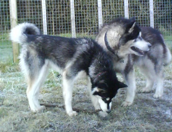 Alaskan malamute Nala - Nala og Sneaky billede 2