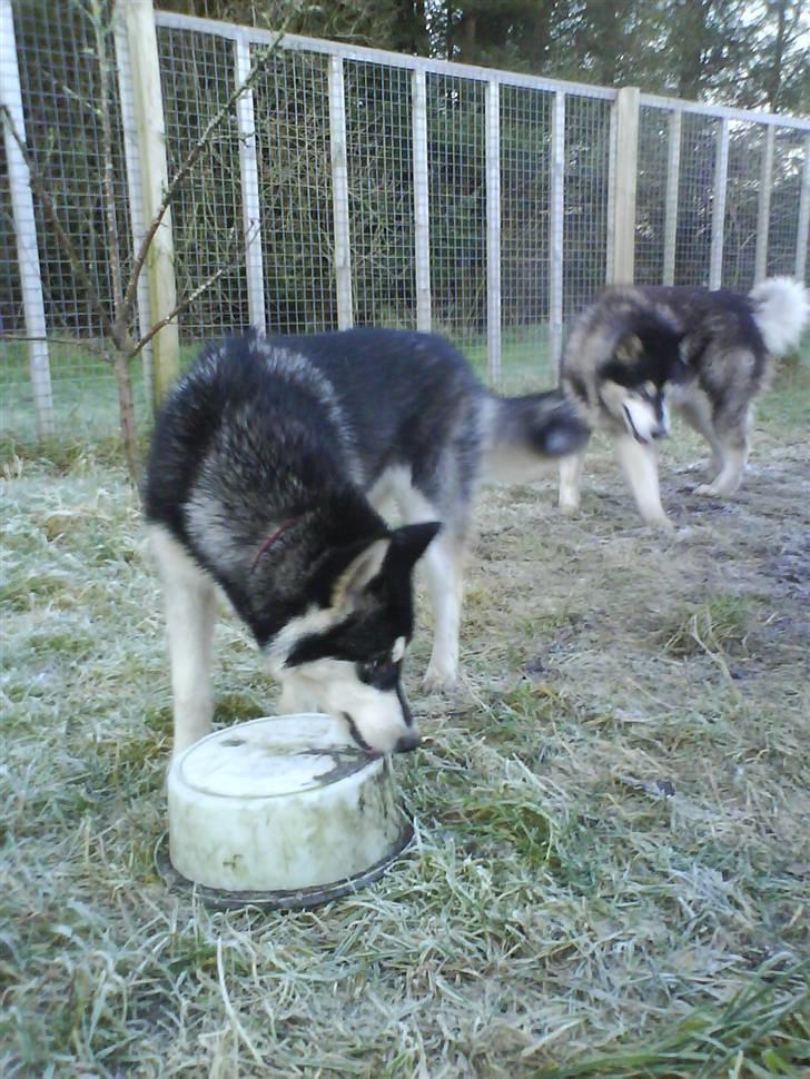 Alaskan malamute Nala - Nala klar til ballade billede 3
