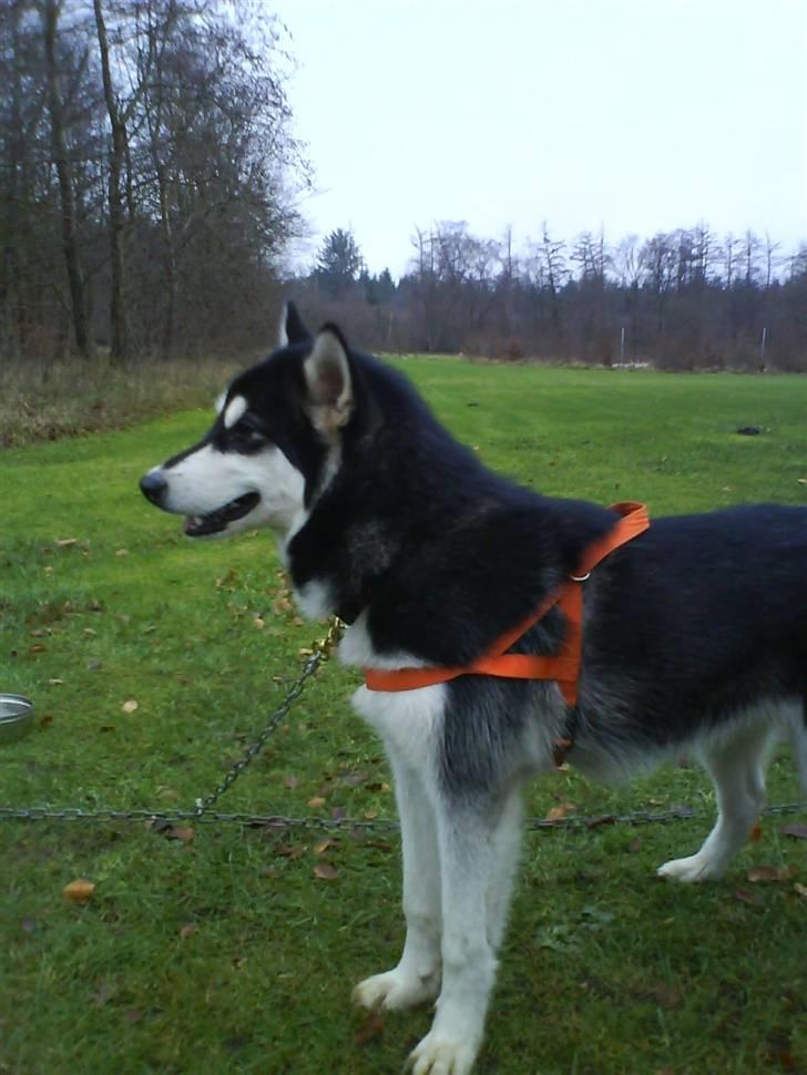 Alaskan malamute Nala - Første gang med til træk i skoven billede 4