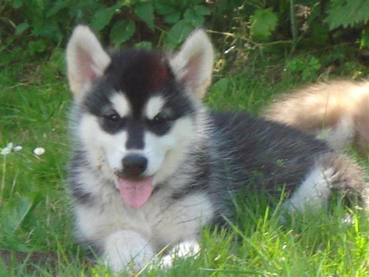 Alaskan malamute Nala - 8 uger gammel billede 5