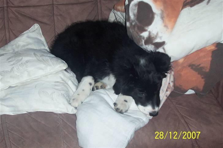 Border collie Star billede 2