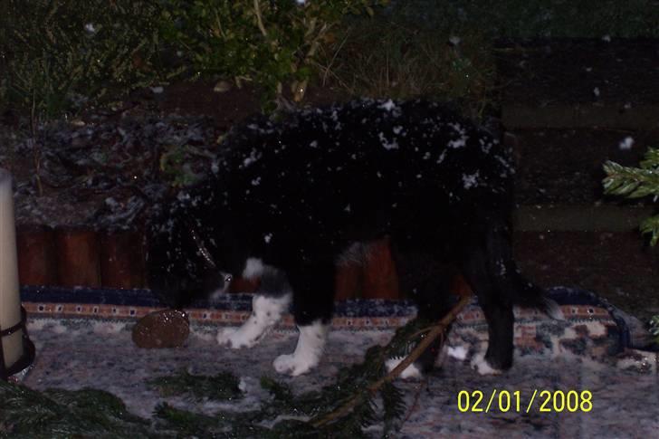 Border collie Star billede 3