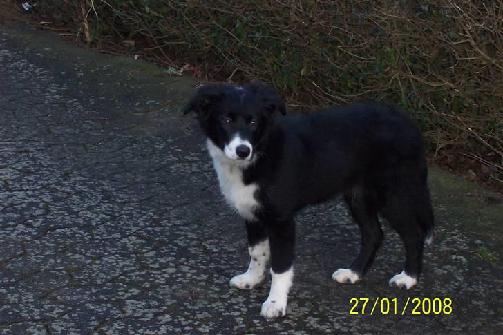 Border collie Star billede 4