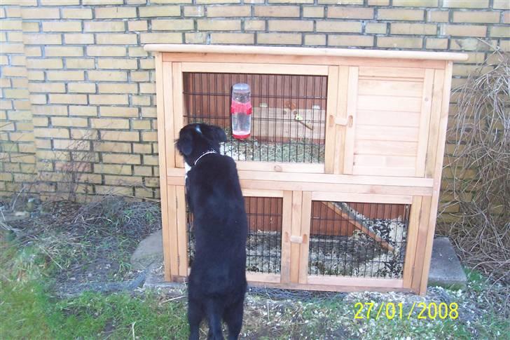 Border collie Star billede 5