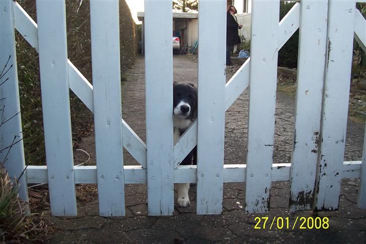 Border collie Star billede 6