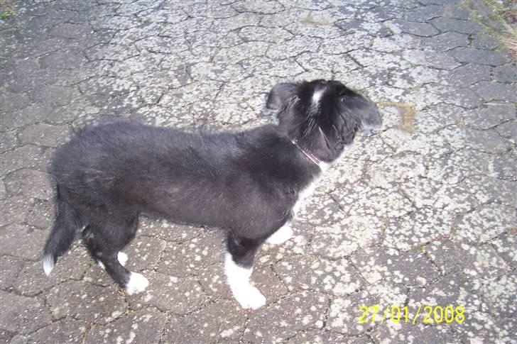 Border collie Star billede 7