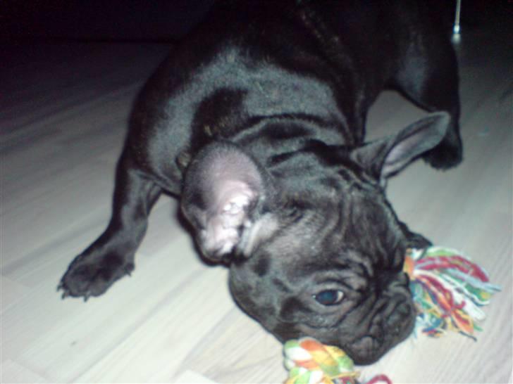 Fransk bulldog Viggo Mortensen billede 14