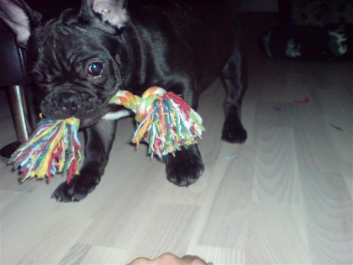 Fransk bulldog Viggo Mortensen billede 15